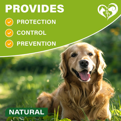 Natural Flea & Tick Collar for Dogs 6 Months Control of Best Prevention & Safe Treatment anti Fleas and Ticks Essential Oil Repellent (1 Count (Pack of 1))